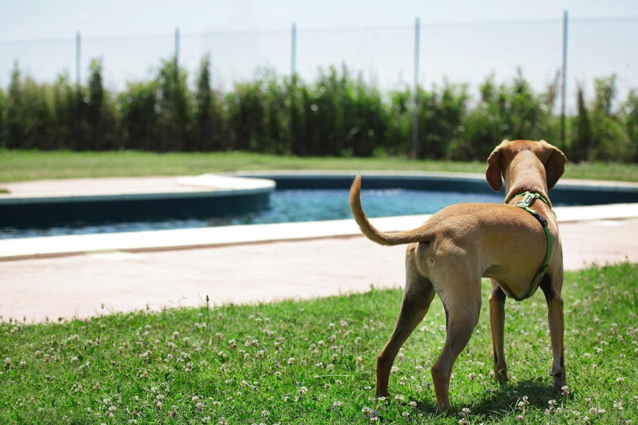 Agriturismo Delizia D'Este Francolino エクステリア 写真